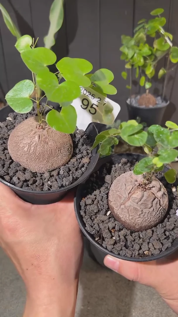 【闪购商品】南非龟甲龙2.7.95