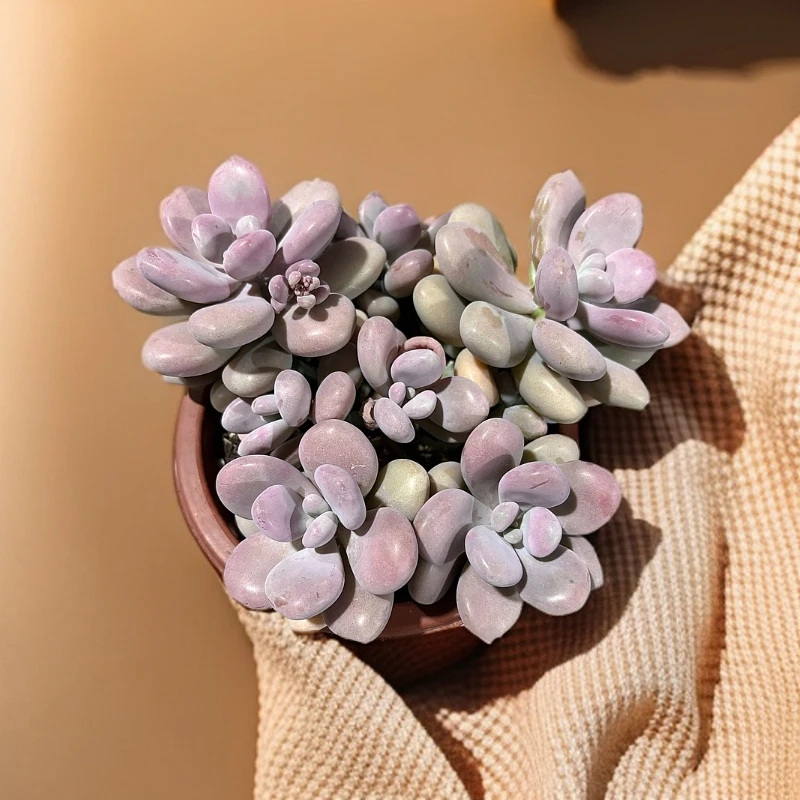 （满9.99包邮)  230#多头桃蛋 脱土发货  以直播展示为准