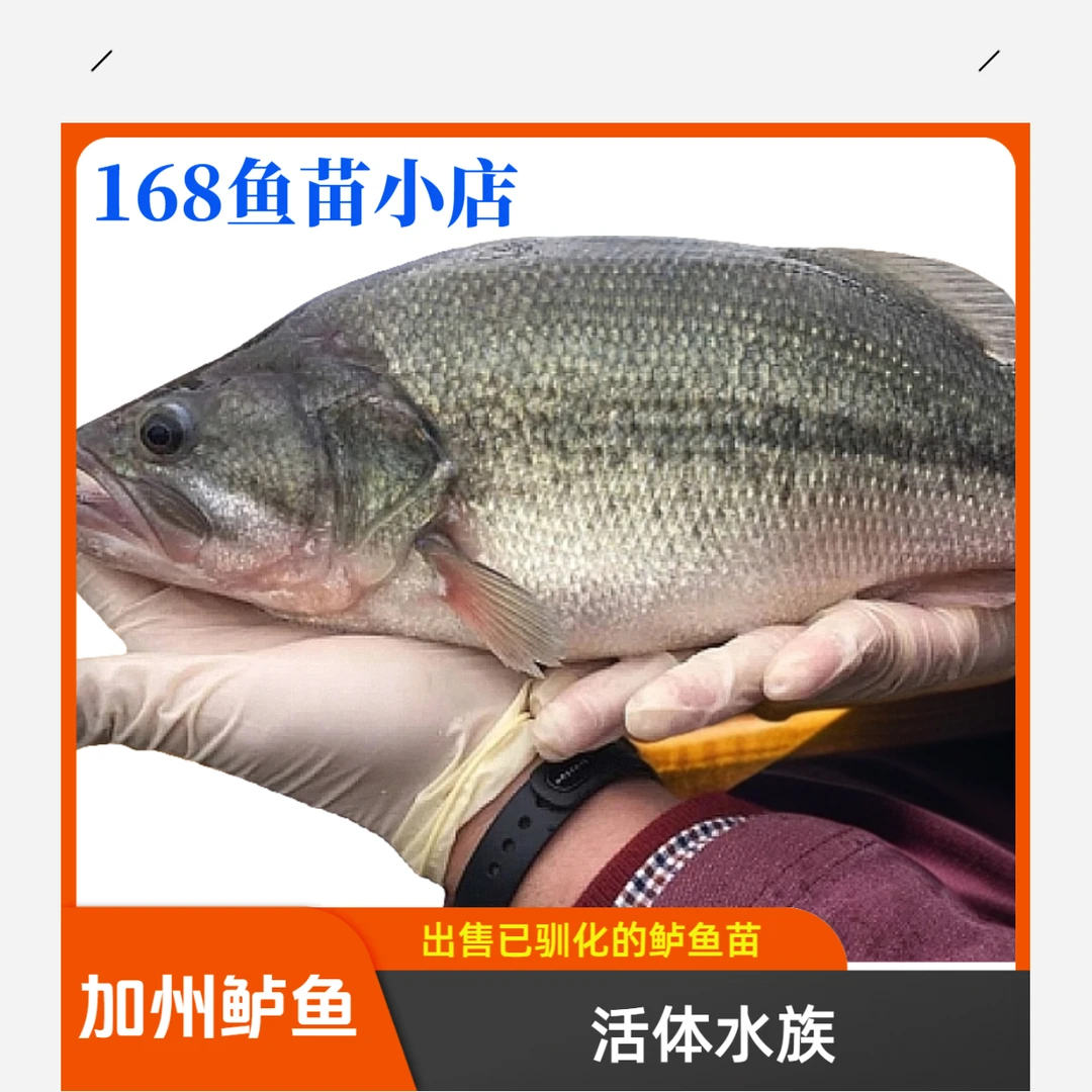 大规格加州鲈鱼 大口黑鲈精养，高密度养殖，活体观赏鱼