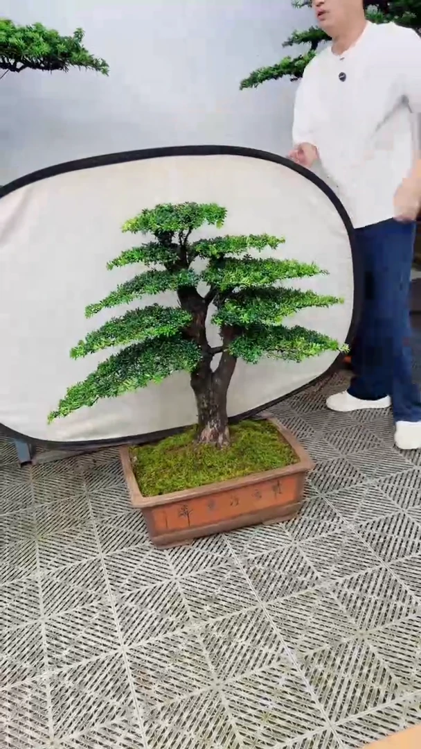 无花朵安*板造型盆景一物一拍