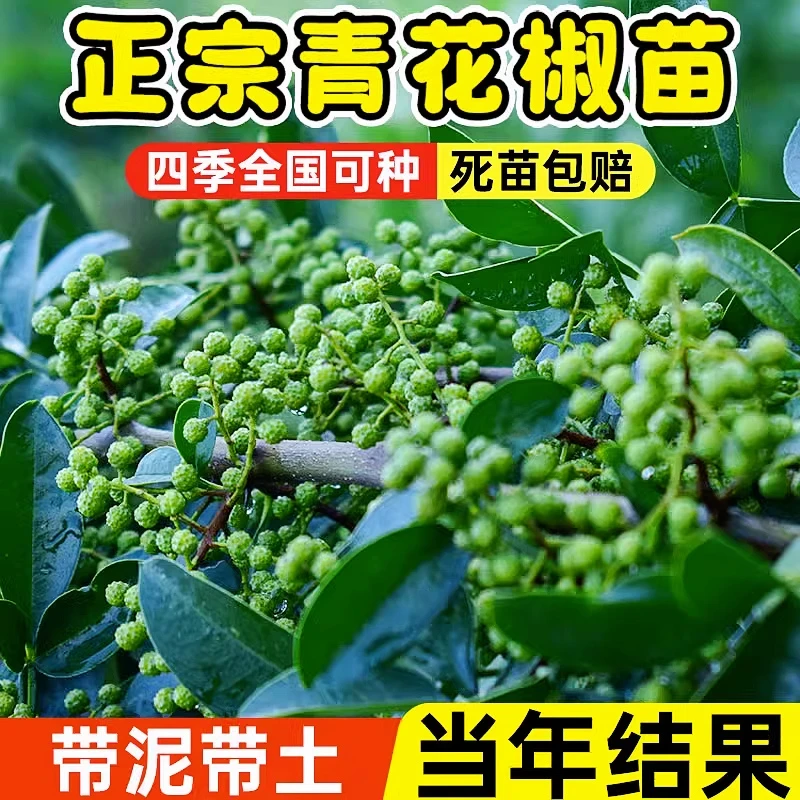正宗四川汉源藤椒树苗青花椒椒无刺花椒绿花椒麻椒苗花椒苗树地栽