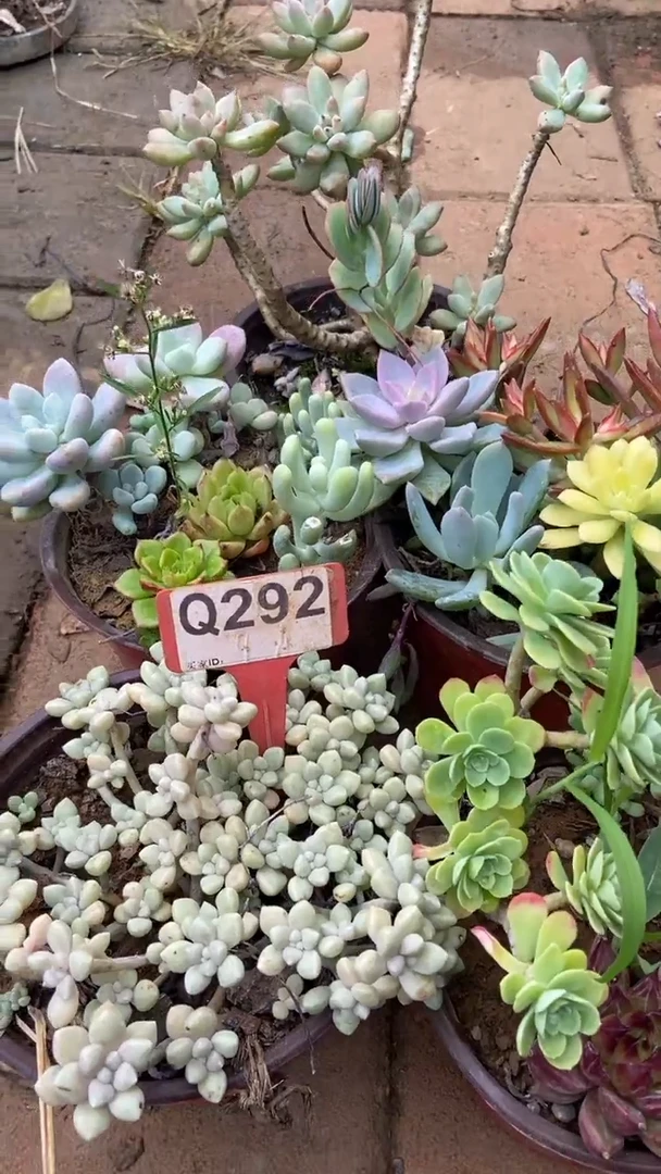 Q292多肉组合默认脱土发货