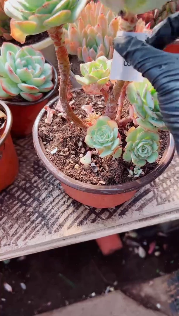 派*星多肉植物一物一拍11093