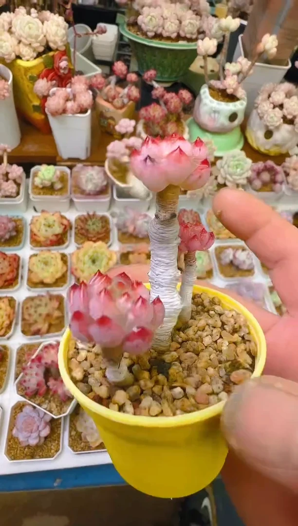 【闪购商品】优—089—仙农（红苹果)