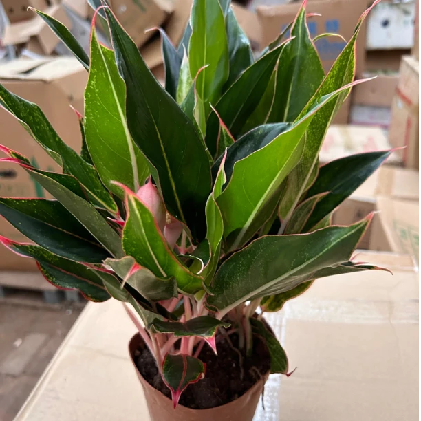 云朵盆蓝宝石室内桌面盆栽装饰植物