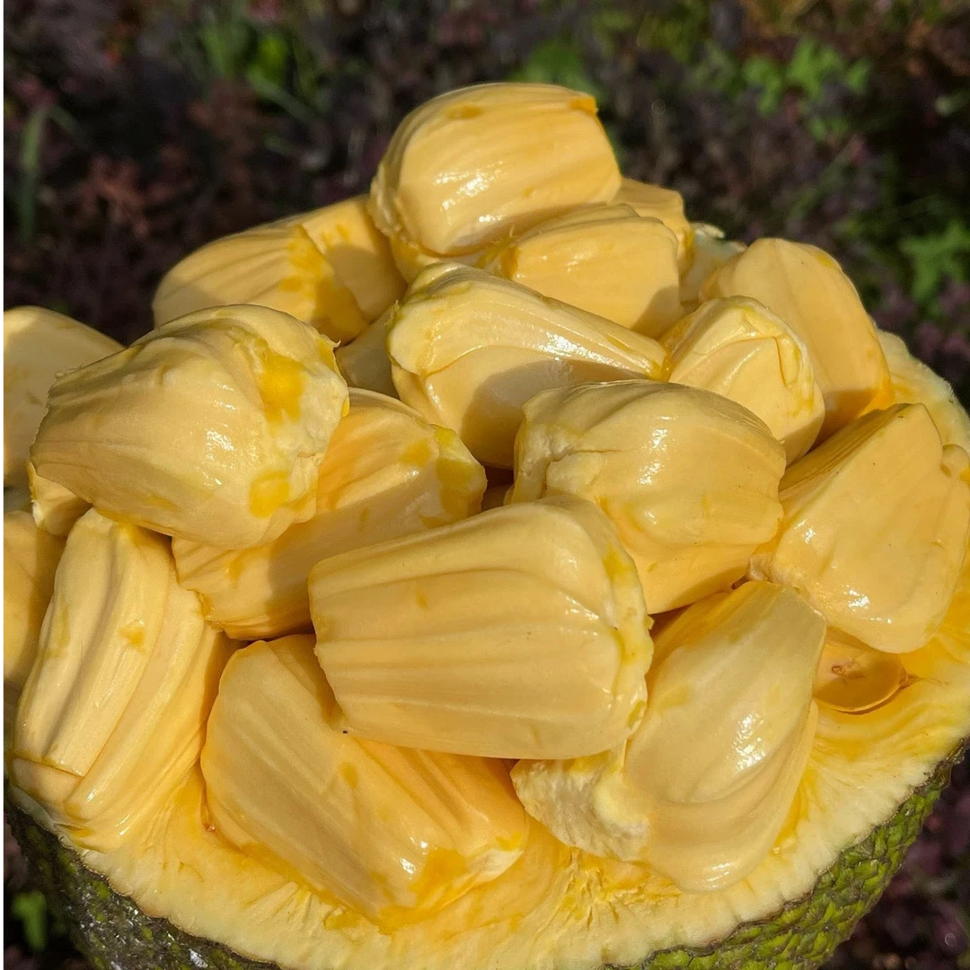 果切【小时达】鲜剥菠萝蜜果肉丨肉厚饱满 香甜不腻