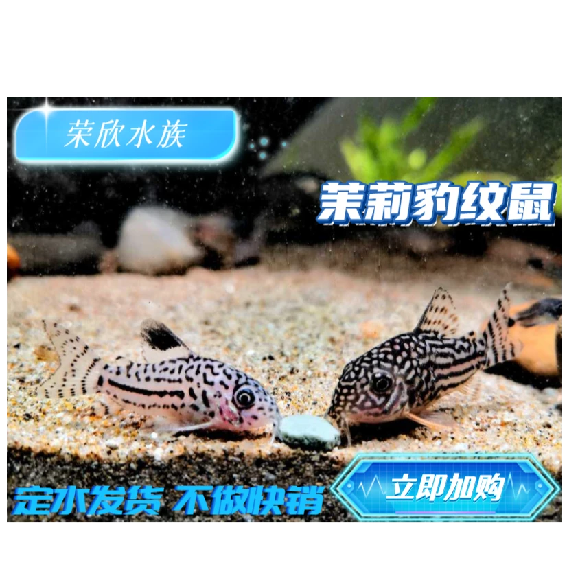 茉莉豹纹鼠茱莉三线豹鼠热带进口纯种末莉珍珠鼠底栖清洁工具鼠鱼