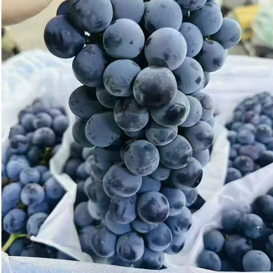 悦果先生蓝莓葡萄（一斤）葡萄同城送云南省