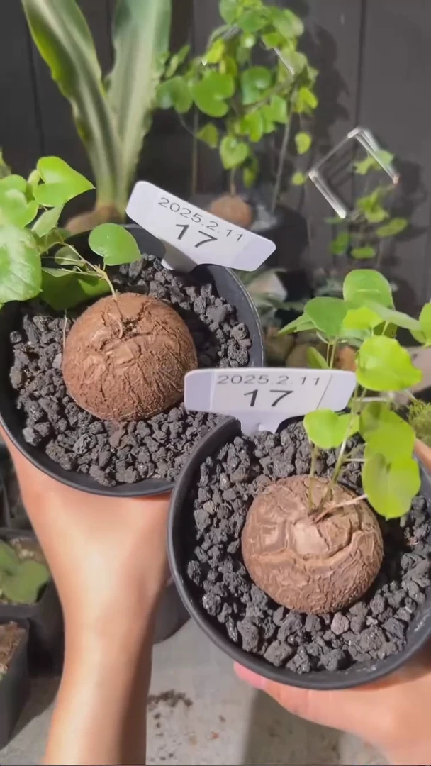 【闪购商品】南非龟甲龙2.11.17