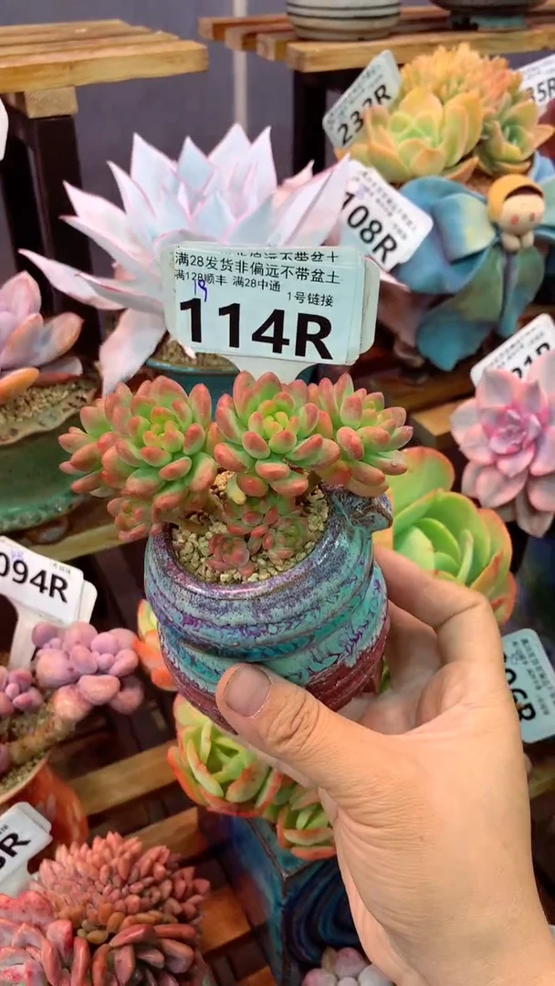 114R（一物一拍实付满28发货，默认不带盆土）