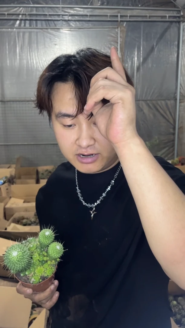 多头 无刺白珠【实生根】