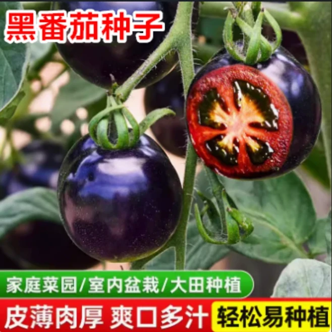 【黑番茄种子】盆栽小番茄家庭种植小番茄圣女果种子