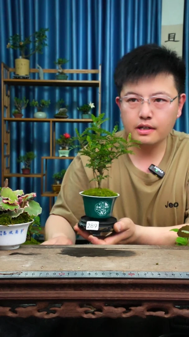 无花朵苔藓微景观289号