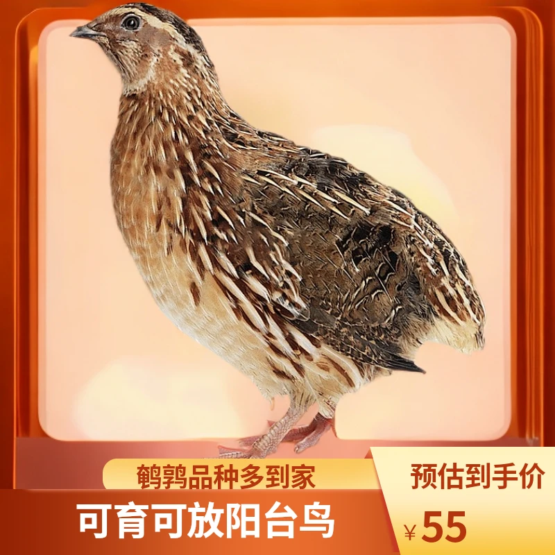【精品鹌鹑】产蛋鹌鹑阳台宠物包邮到家鹌鹑鹌鹑鸟鹌鹑活鸡鹌鹑苗