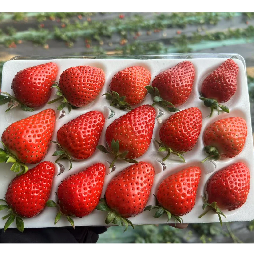 河北精装牛奶草莓盒（3斤）