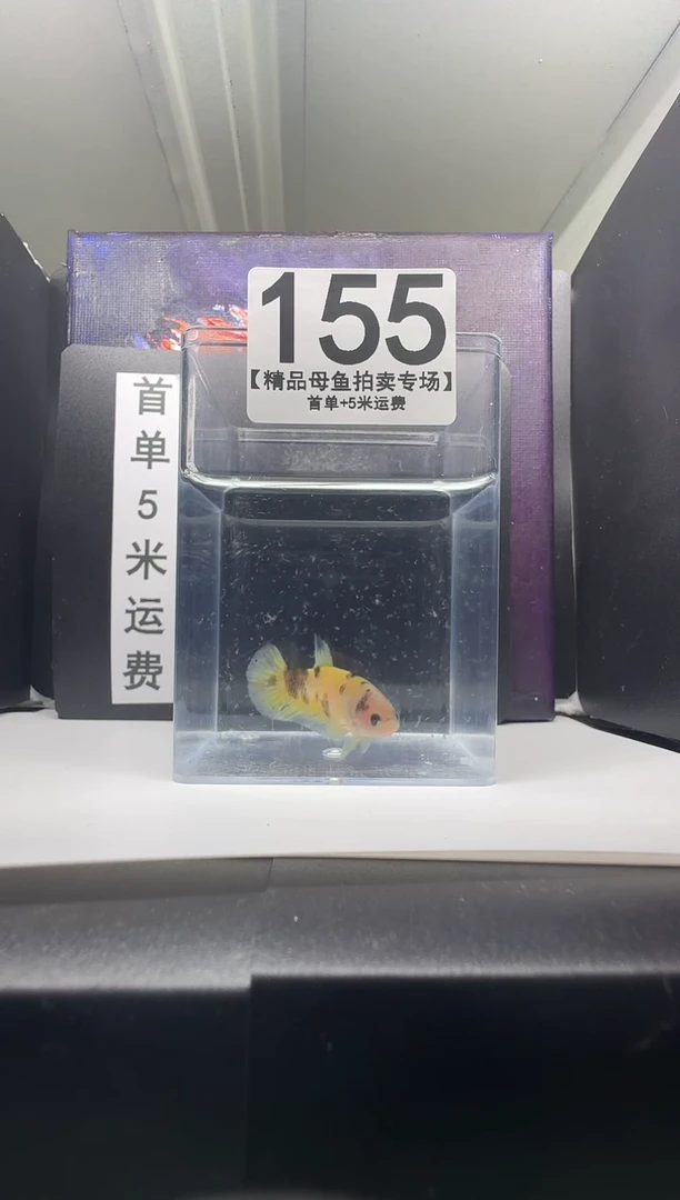 海水鱼母鱼编号：155