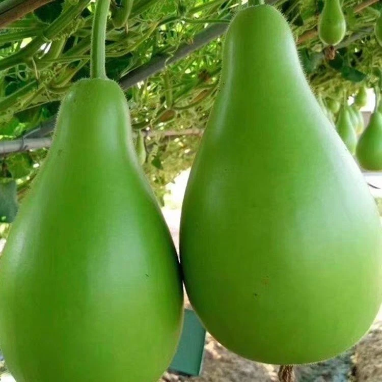 高山蒲瓜夜开花浙江大山蒲瓜瓠子农家自种菜葫芦皮薄肉厚鲜嫩多汁
