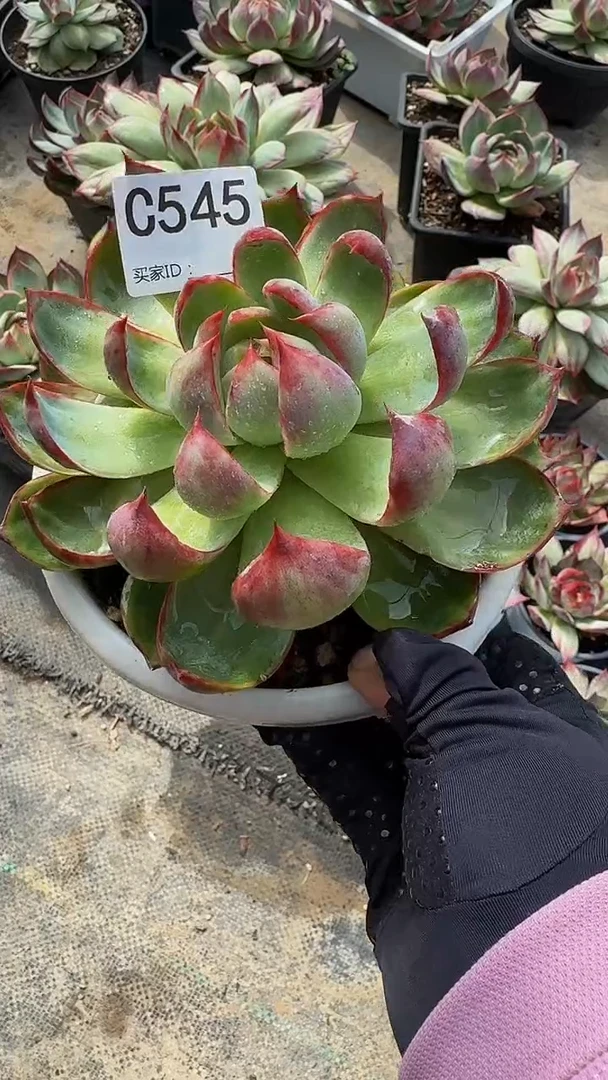 (****?C545惊鸿仙子（裸根发货）