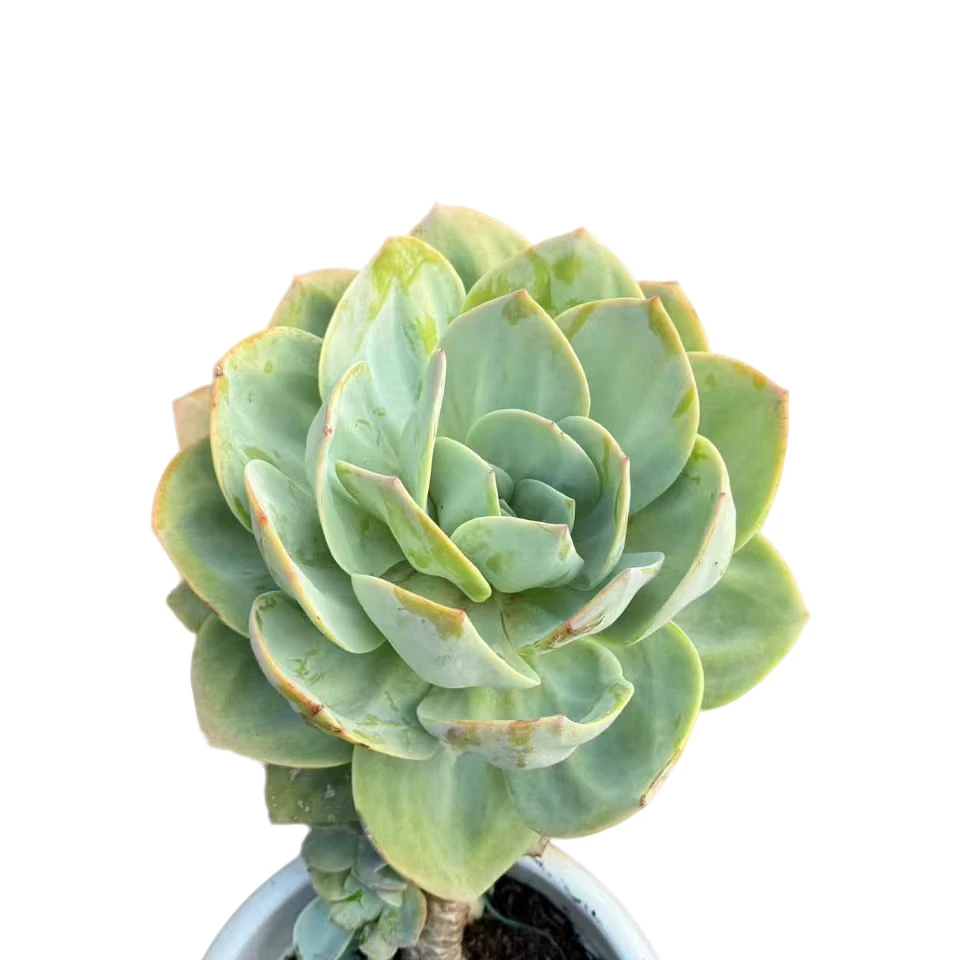 精品多肉   大血凤