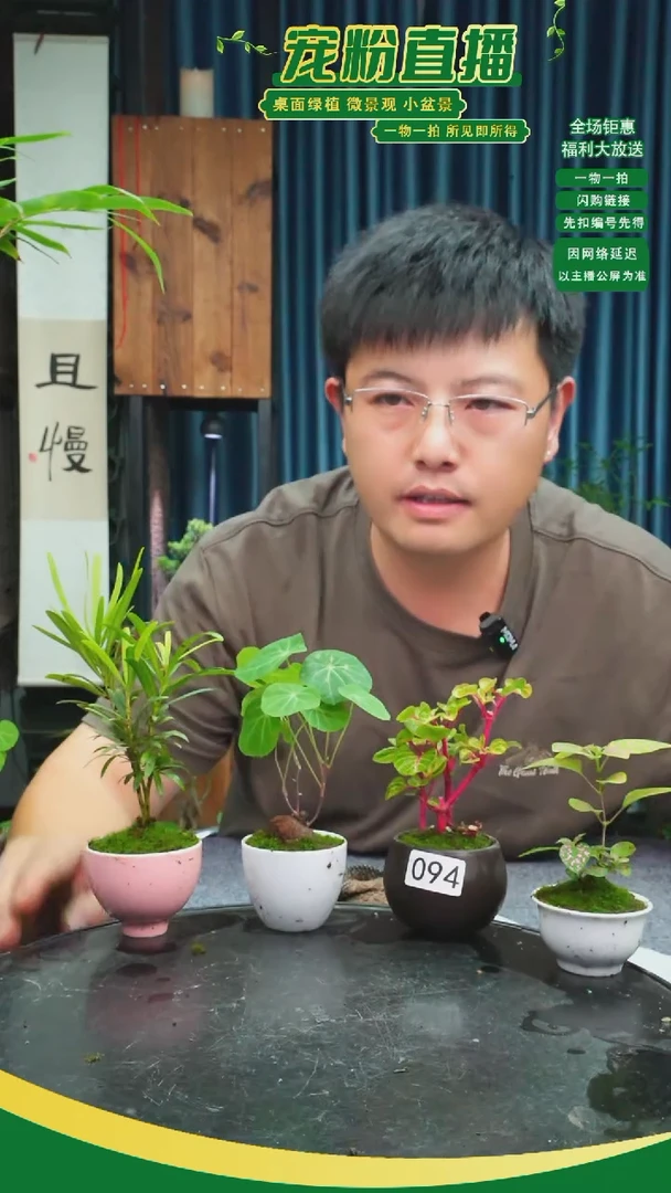 无花朵C*s苔藓微景观094号