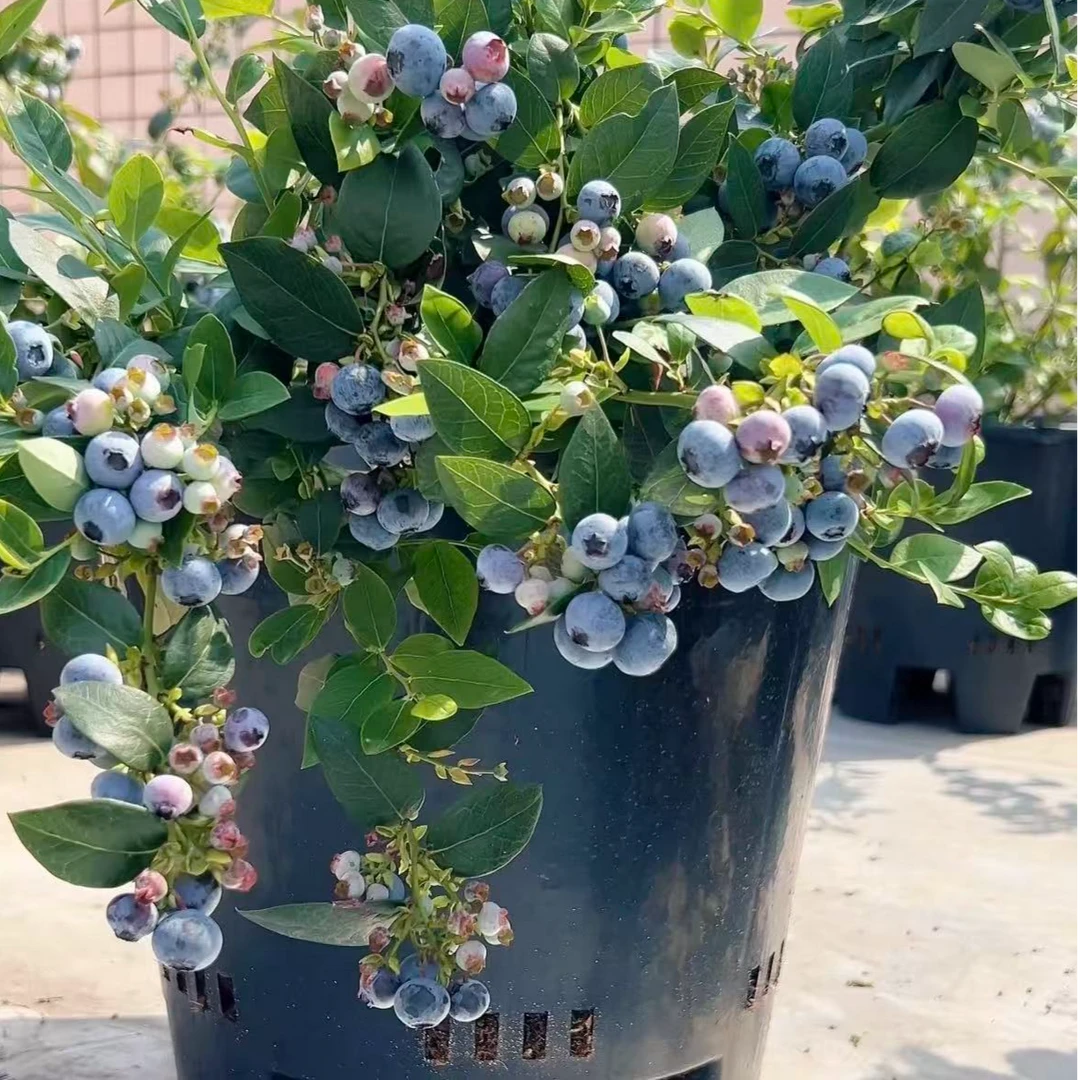 蓝莓盆栽耐寒适合南北方种植四季结果蓝莓盆栽阳台结果好养护