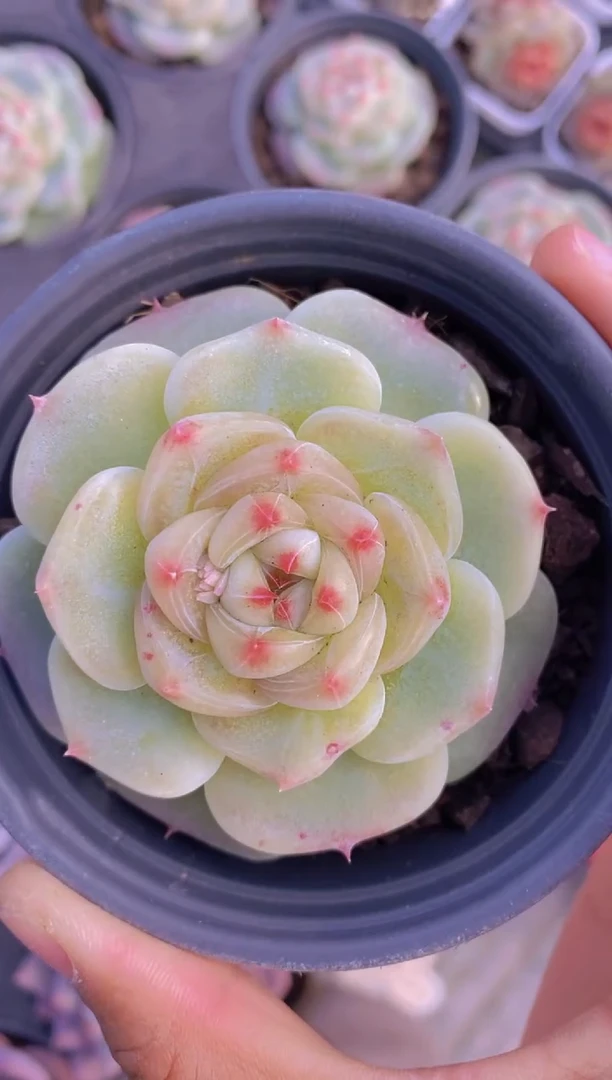 A52-母本绿菩提（量拍）