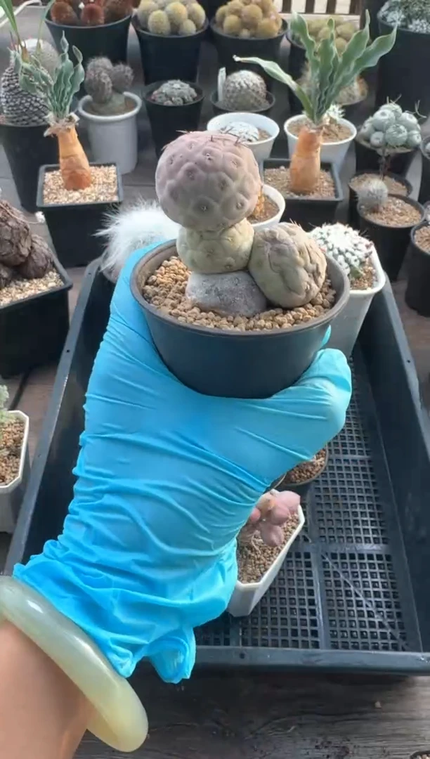 【闪购商品】小贝专拍习志野