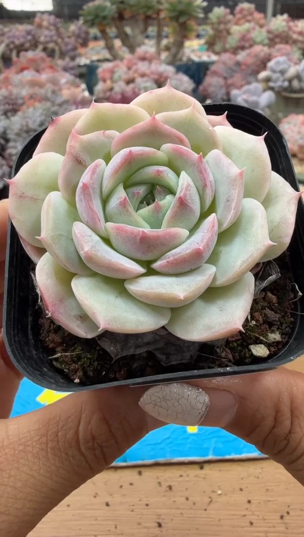 东云多肉园二店-86