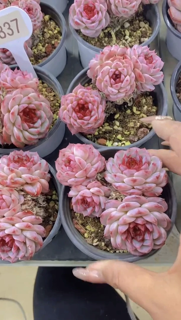 【闪购商品】D837-天鹅绒群生