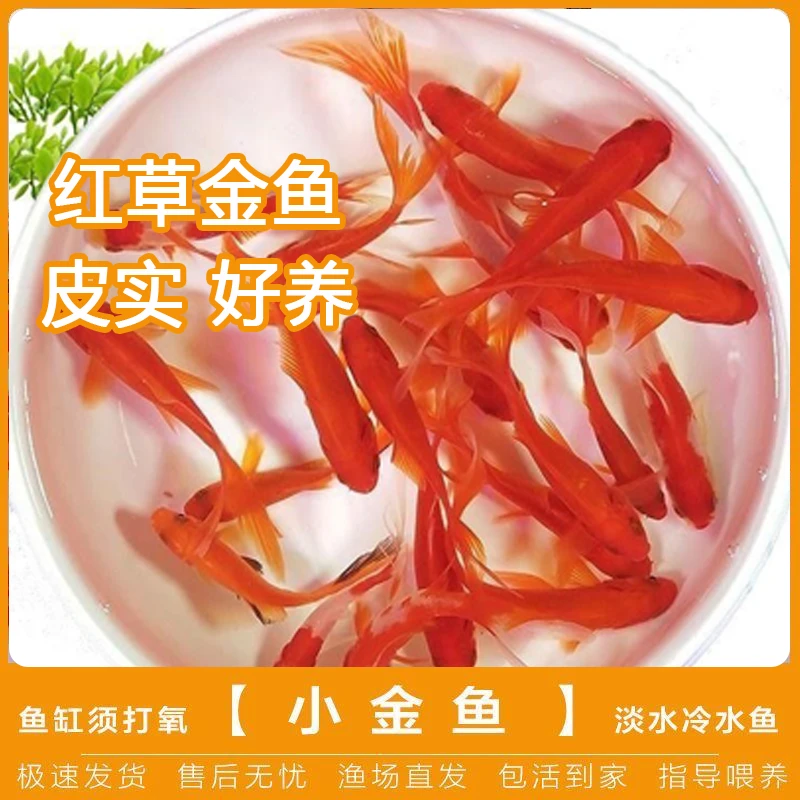 【冷水鱼】火焰红草金鱼 观赏鱼 好养 耐活