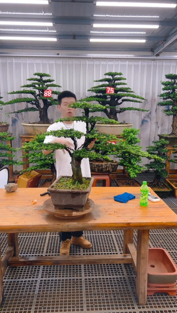 无花朵刚*精品盆景直播间一物一拍
