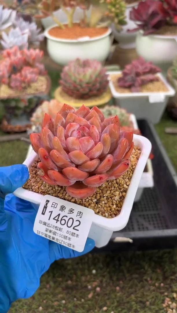 【闪购商品】14602