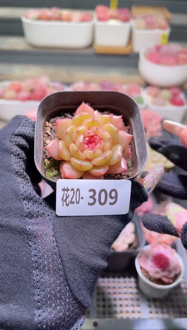 【闪购商品】20-309灵翠