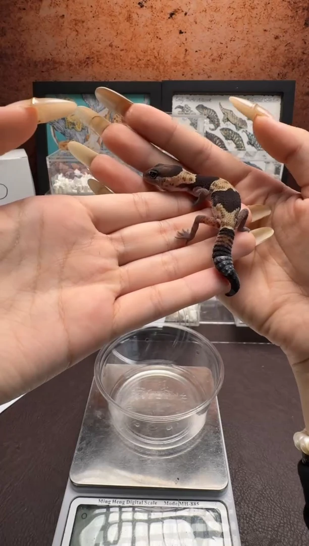 豹纹守宫鳞与尾 Scale Tail 爬宠黑夜苗460