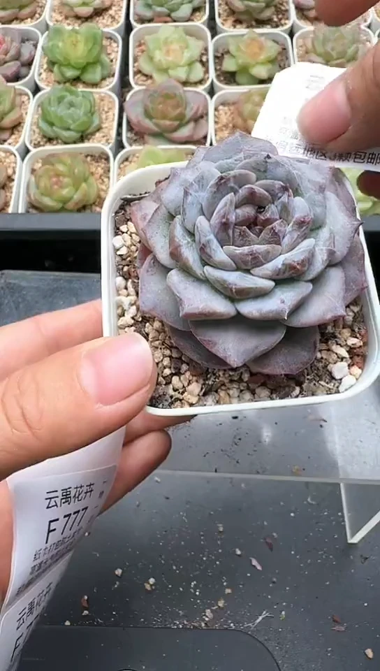 776F云禹多肉植物 默认脱土纸巾打包 3颗包邮
