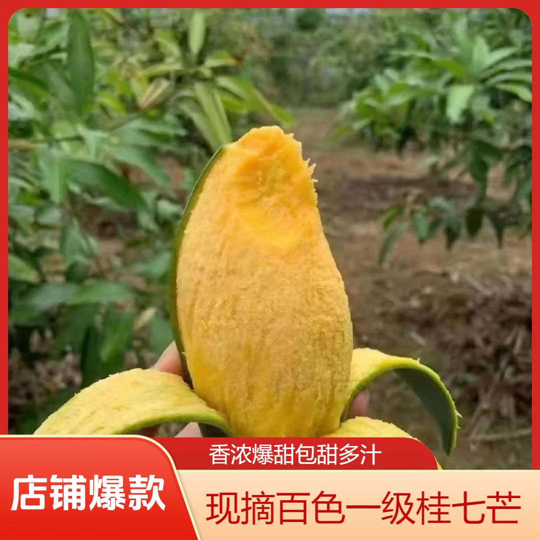 正宗百色桂七芒爆甜多汁浓香 新鲜采摘发货果农直发包邮