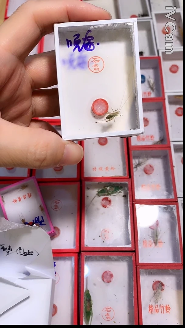 晚****?晚安一条石志明沪b大黄