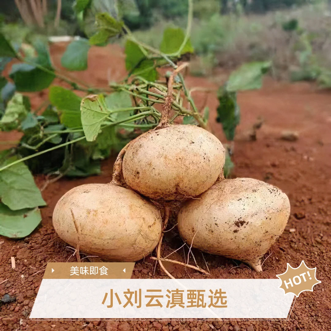 小刘云滇甄选-地瓜