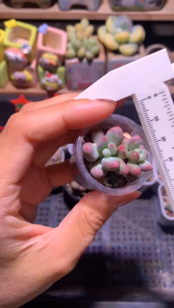 小腮红有锦，满28包邮不满发一个叶片到付