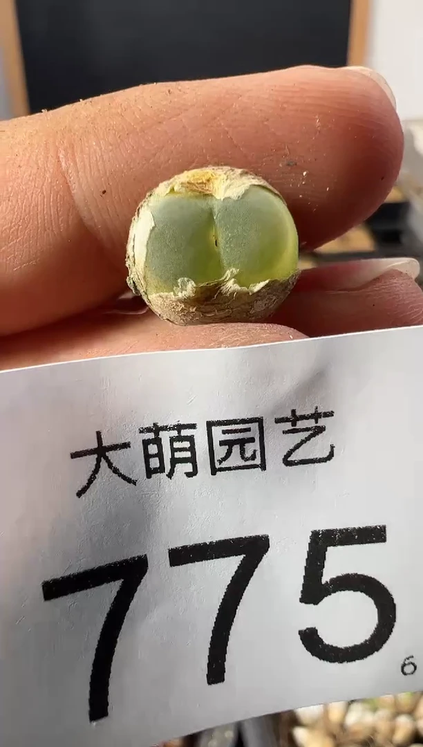 一物一拍            775