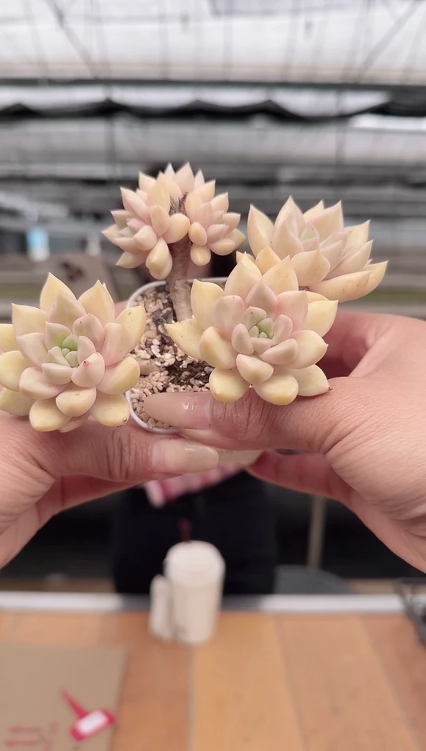 东云多肉园新款-122