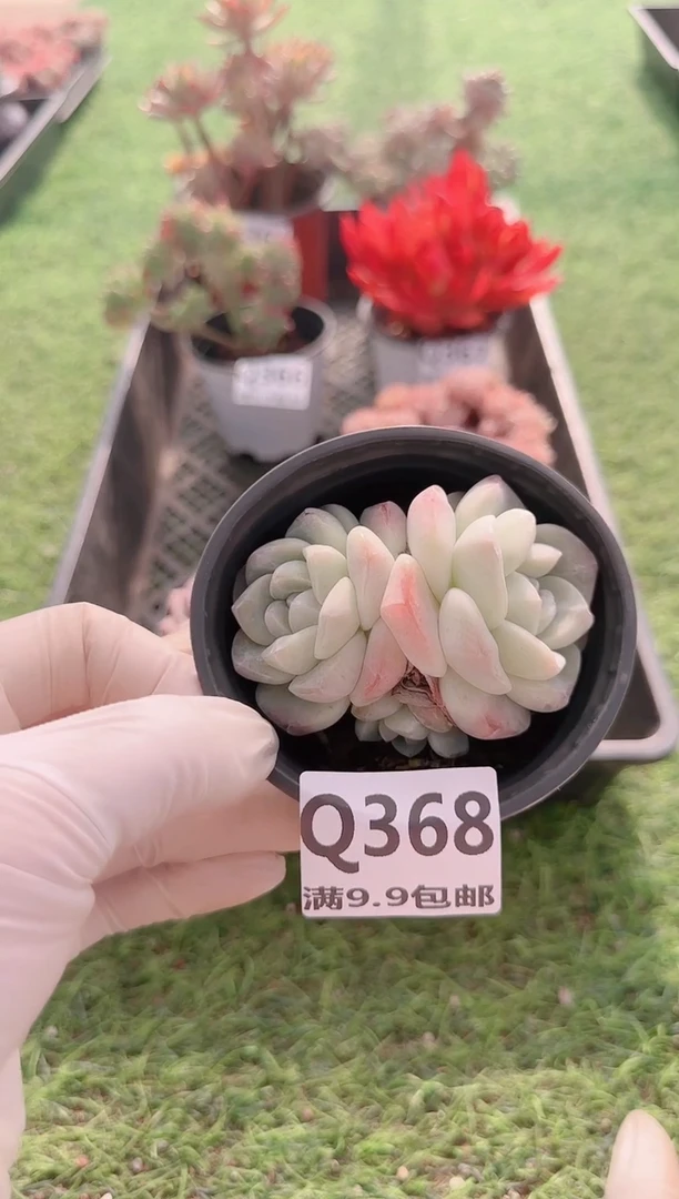 【闪购商品】梦会多肉一物一拍