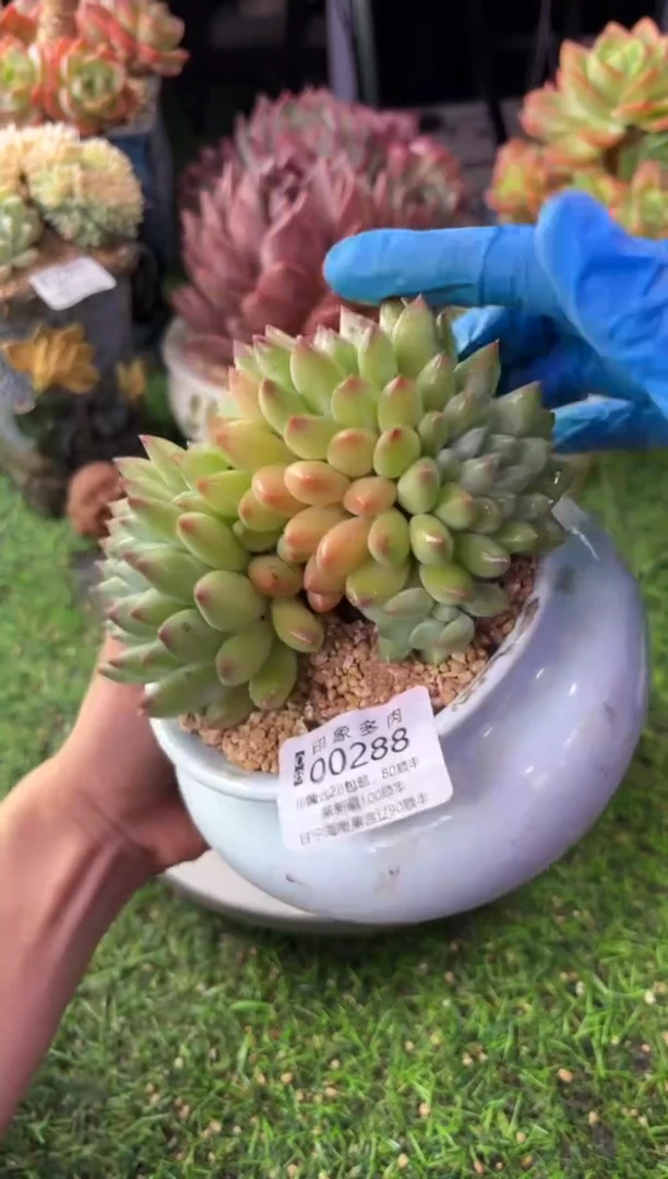 昆明印象多肉00288