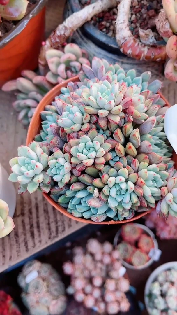 【闪购商品】18122