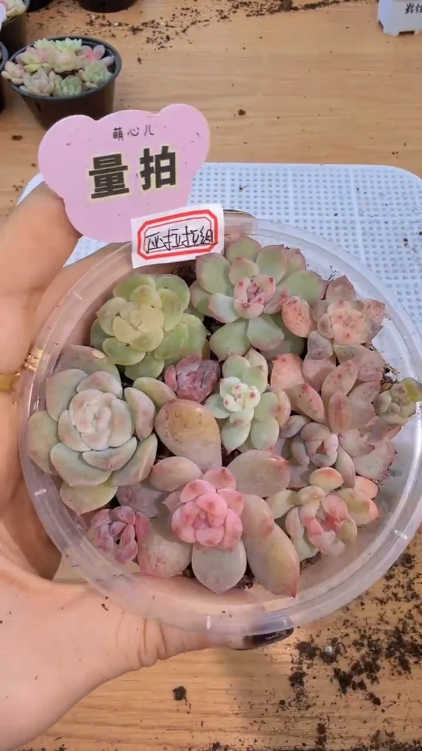 巫拉拉混 1盒 量拍混发 满9.9包邮