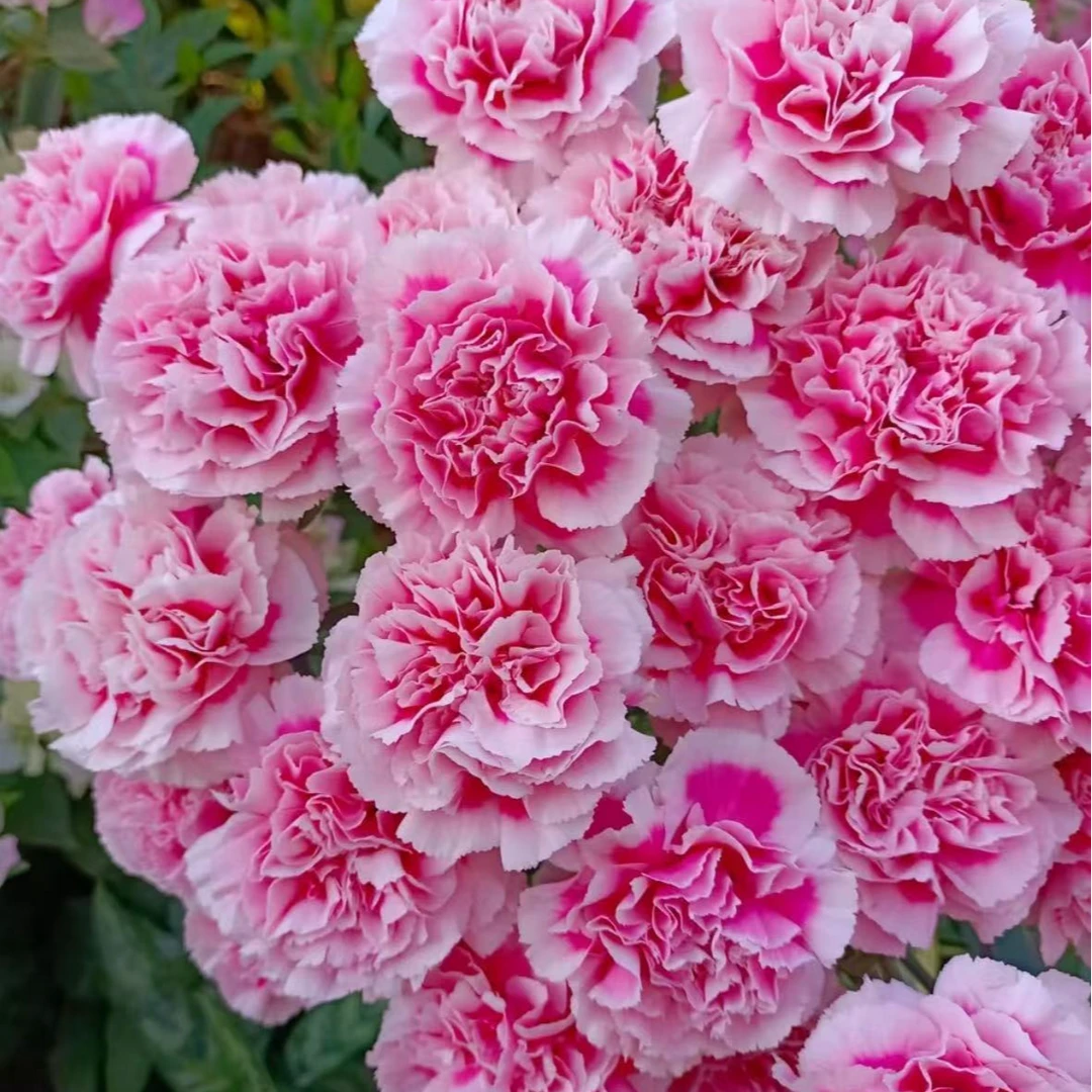 康乃馨 粉色渐变 浓香盆栽花园阳台多季开花生长花园爆花草本