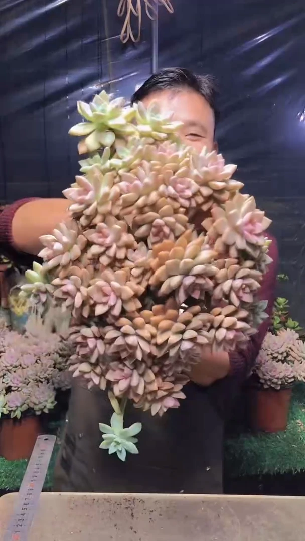 205淡雪缀化（一物一拍）