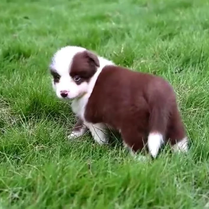 【汪汪有家】边牧哈士奇拉布拉多（一物一拍）家庭宠物狗狗幼犬