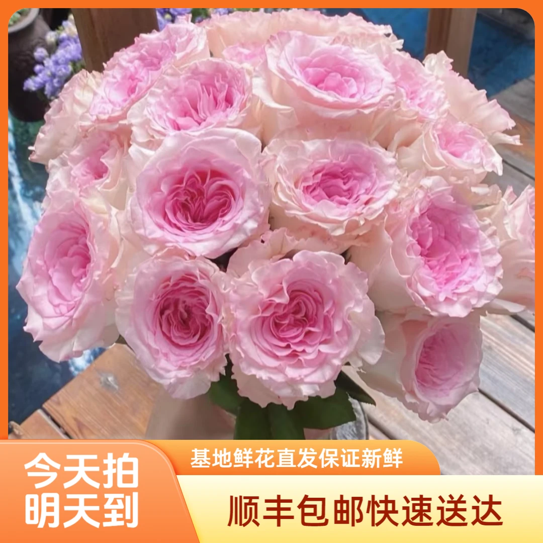 【次日达】洛神玫瑰生活鲜花家居鲜花次日达今天下单明天就到两单升级顺丰包邮三单送花瓶基地直发现采现发