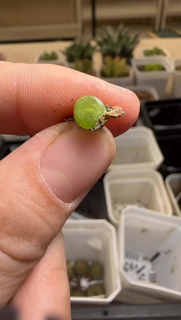 【闪购商品】14-154